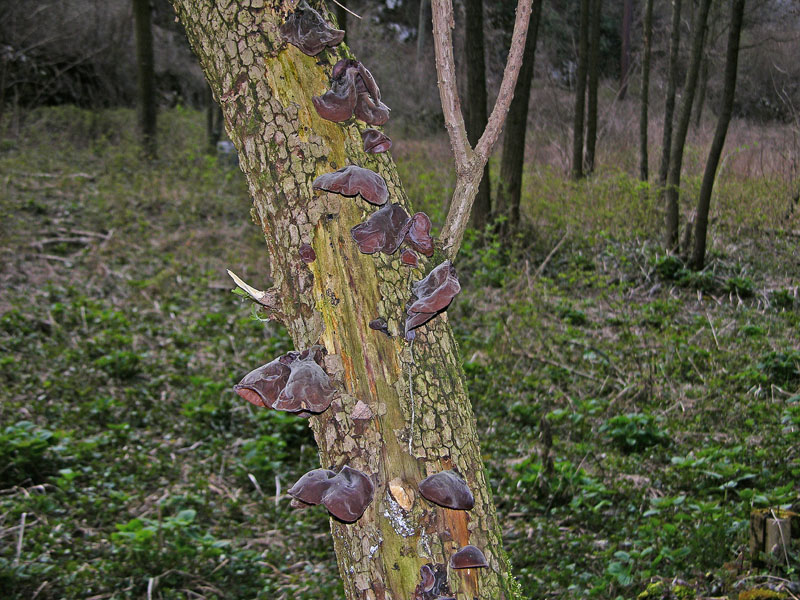 Ritrovamenti domenica 01 aprile.
